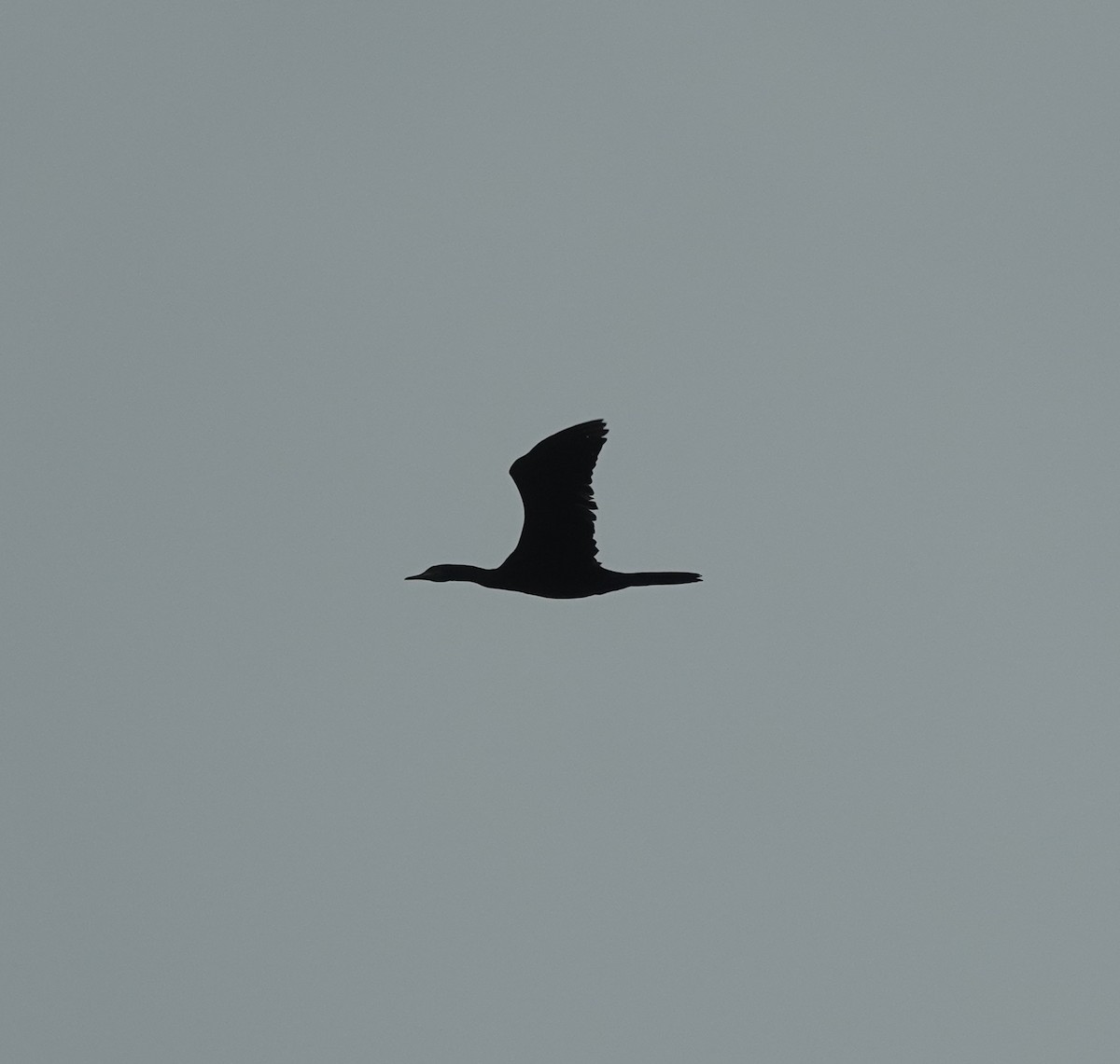 Cormorán de Java - ML638386149