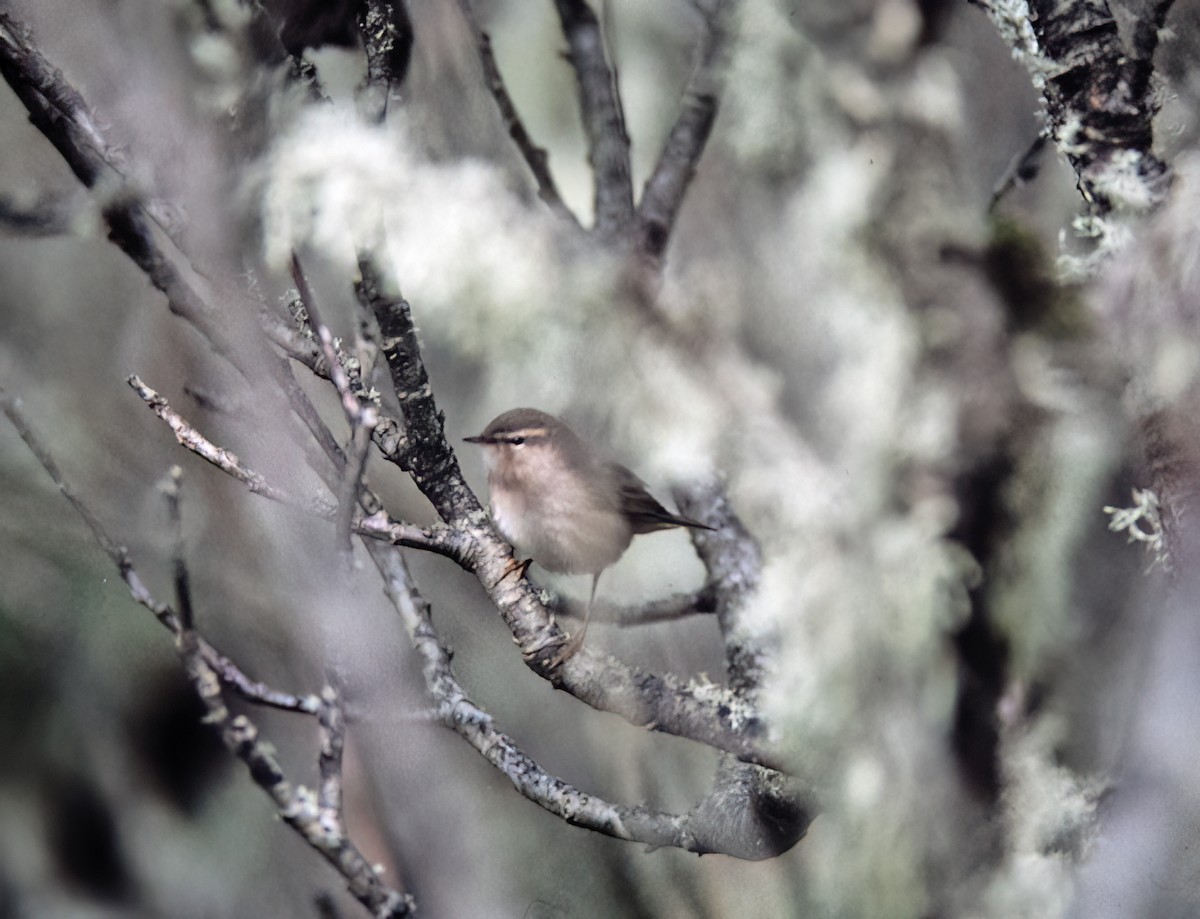 Dusky Warbler - ML638386157