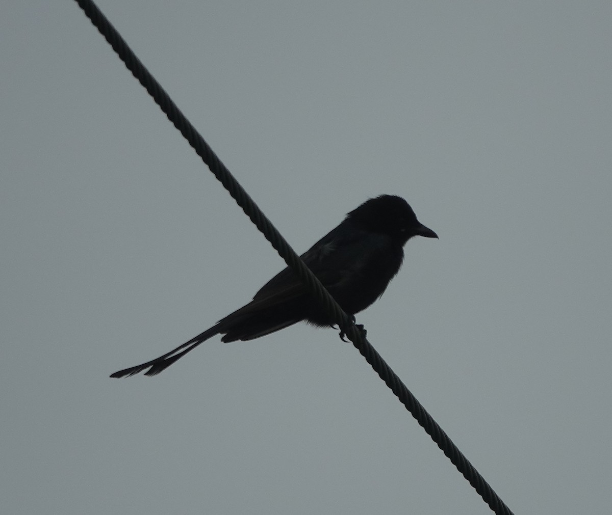 Drongo Real - ML638386159