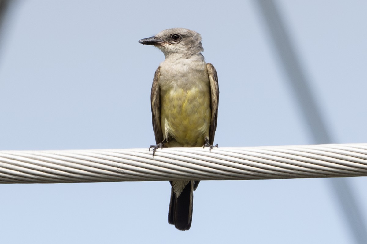 Western Kingbird - ML638386163