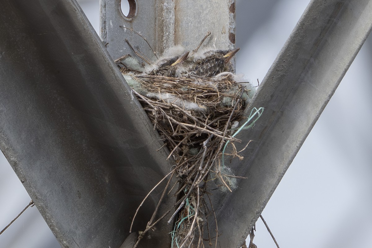 Western Kingbird - ML638386165
