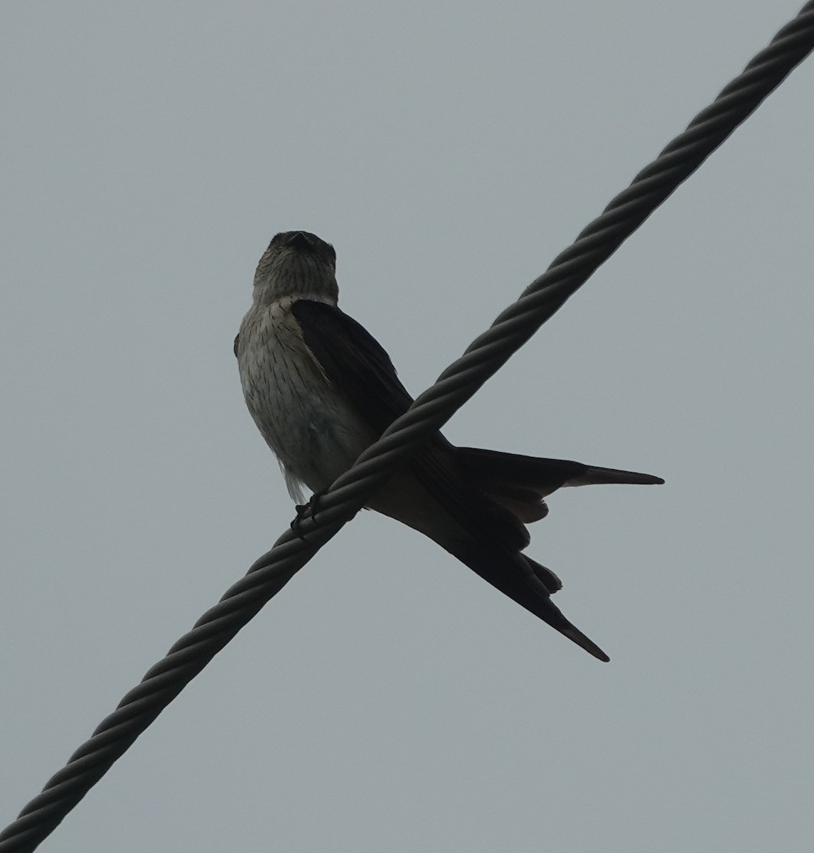 Golondrina Dáurica Oriental - ML638386166