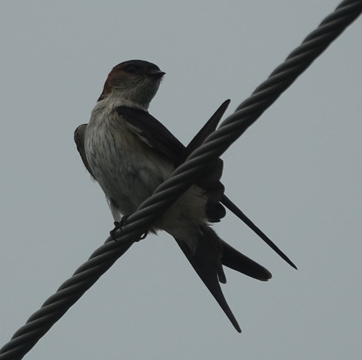 Golondrina Dáurica Oriental - ML638386167
