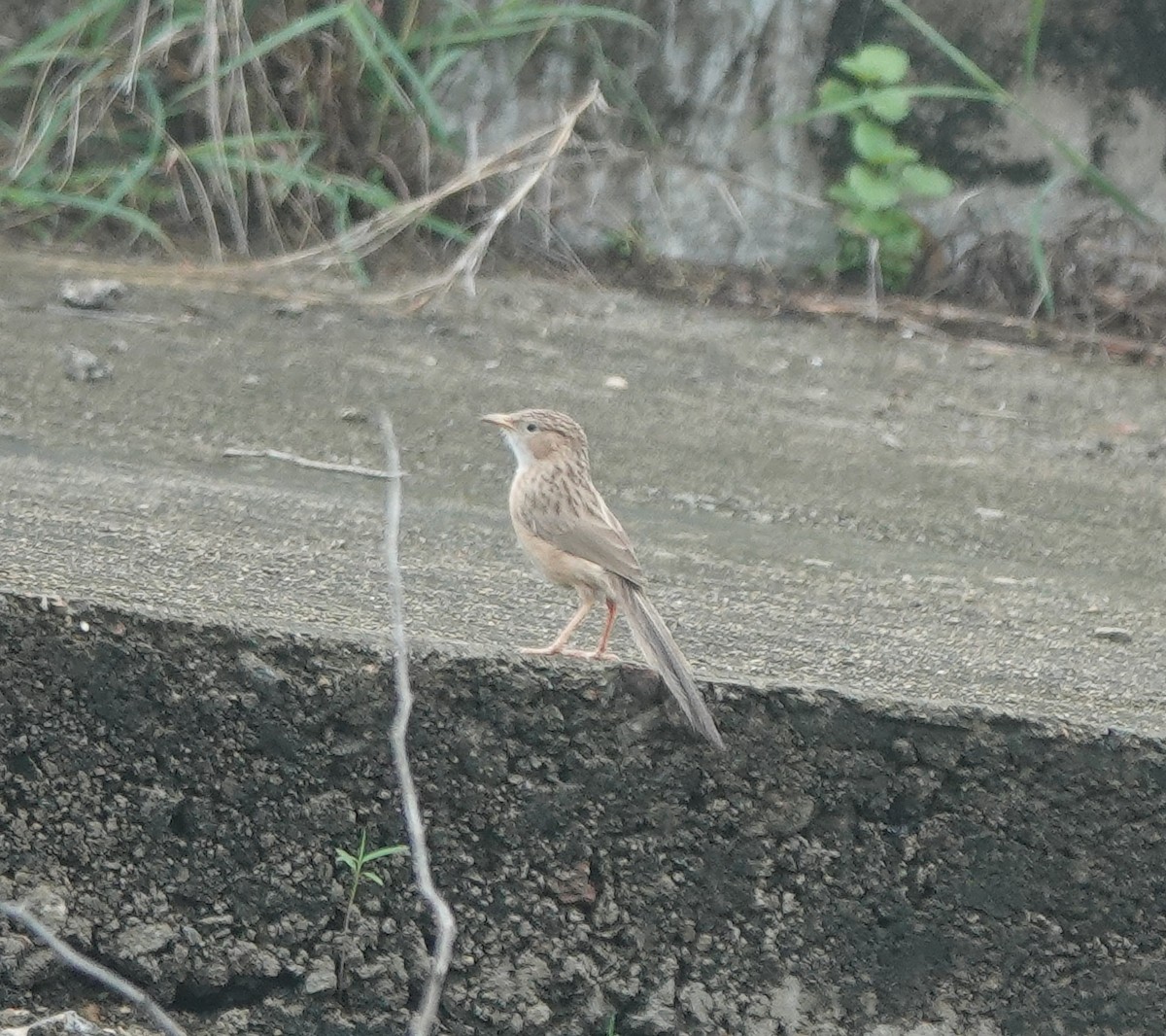 Common Babbler - ML638386169