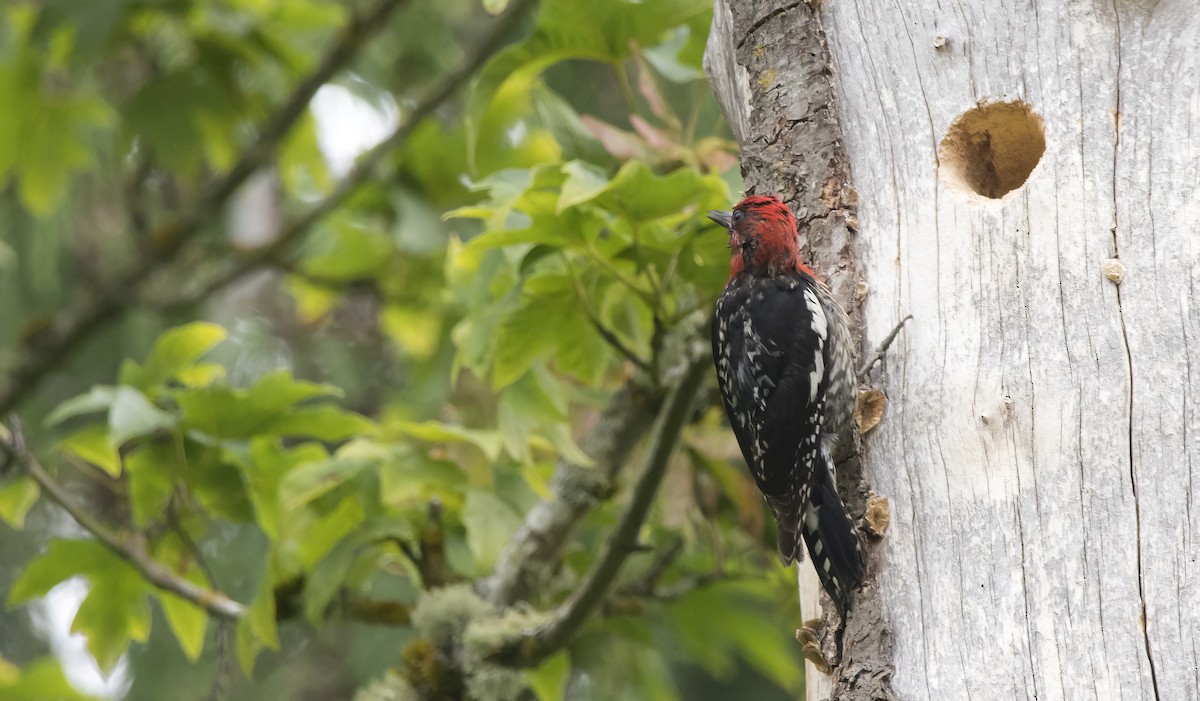 Red-breasted Sapsucker - ML638386172