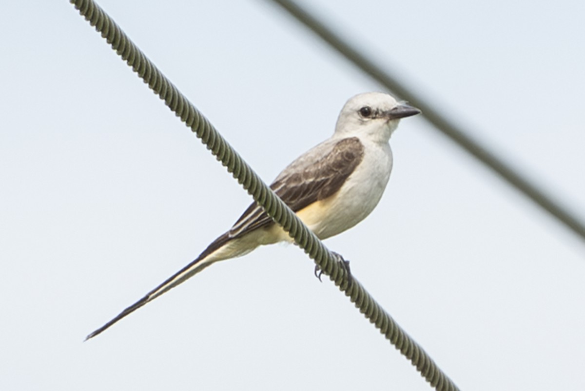 Scissor-tailed Flycatcher - ML638386175