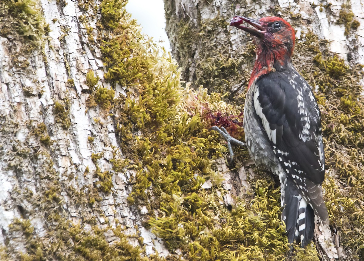 Red-breasted Sapsucker - ML638386184