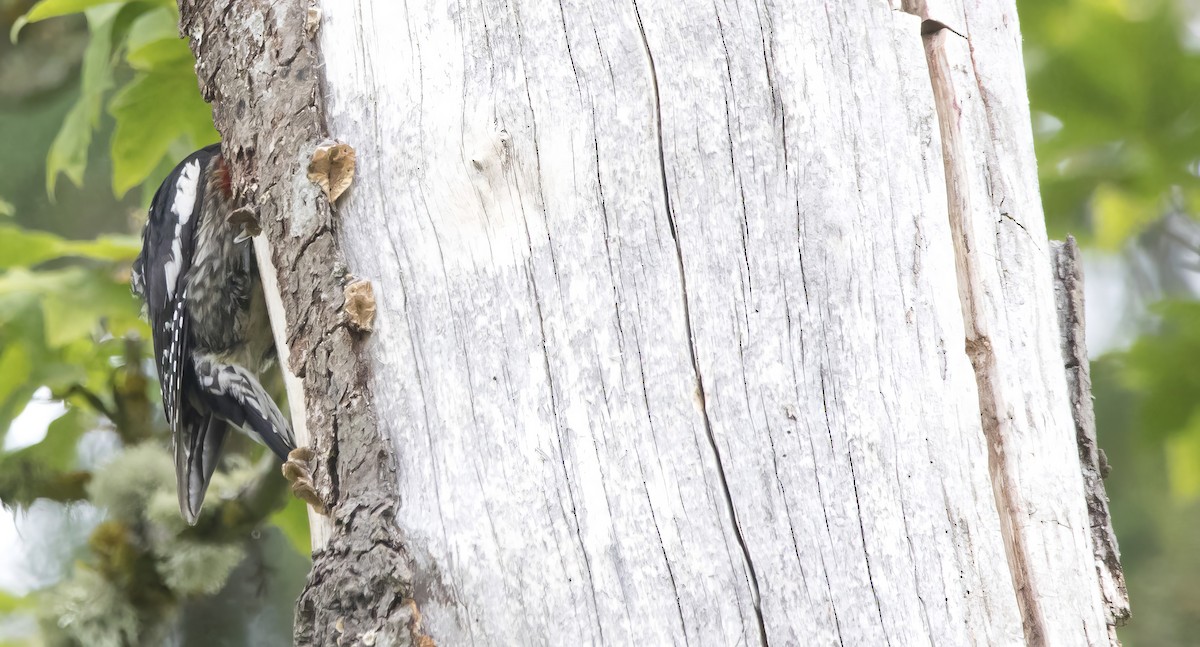 Red-breasted Sapsucker - ML638386194