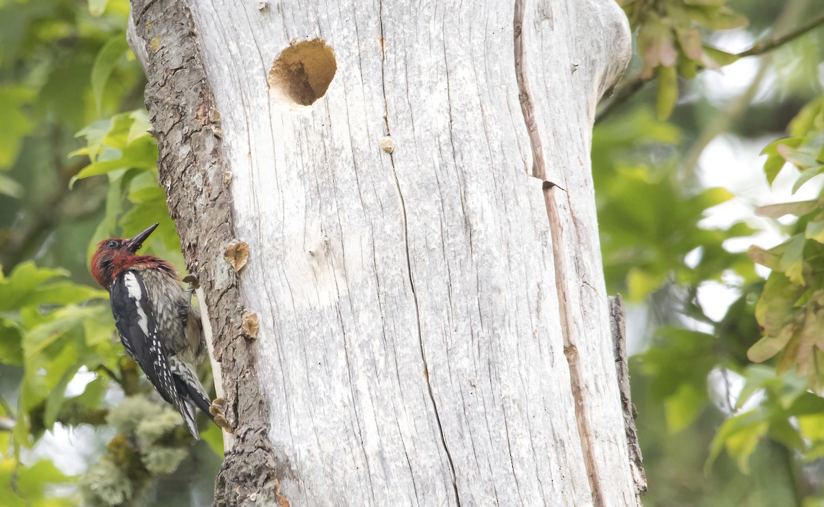 Red-breasted Sapsucker - ML638386196