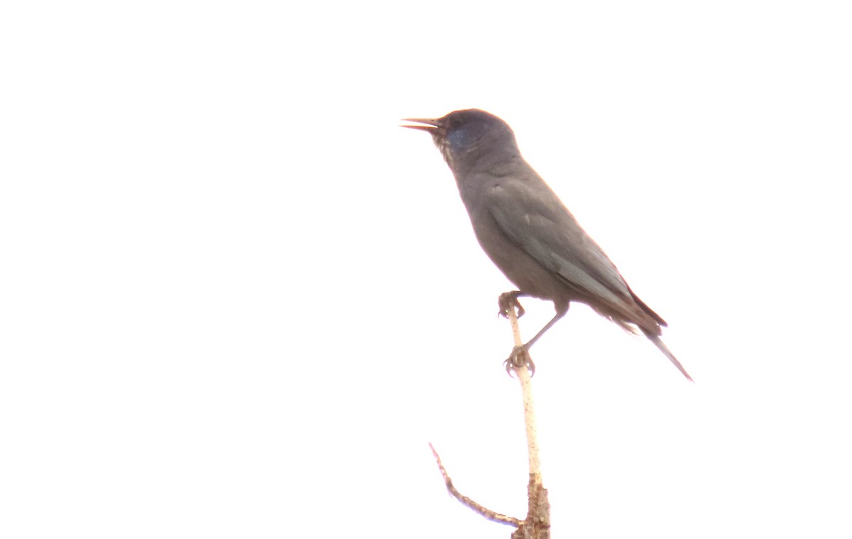 Pinyon Jay - ML638386197