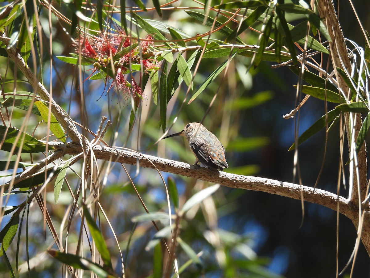 Rufous/Allen's Hummingbird - ML638386198