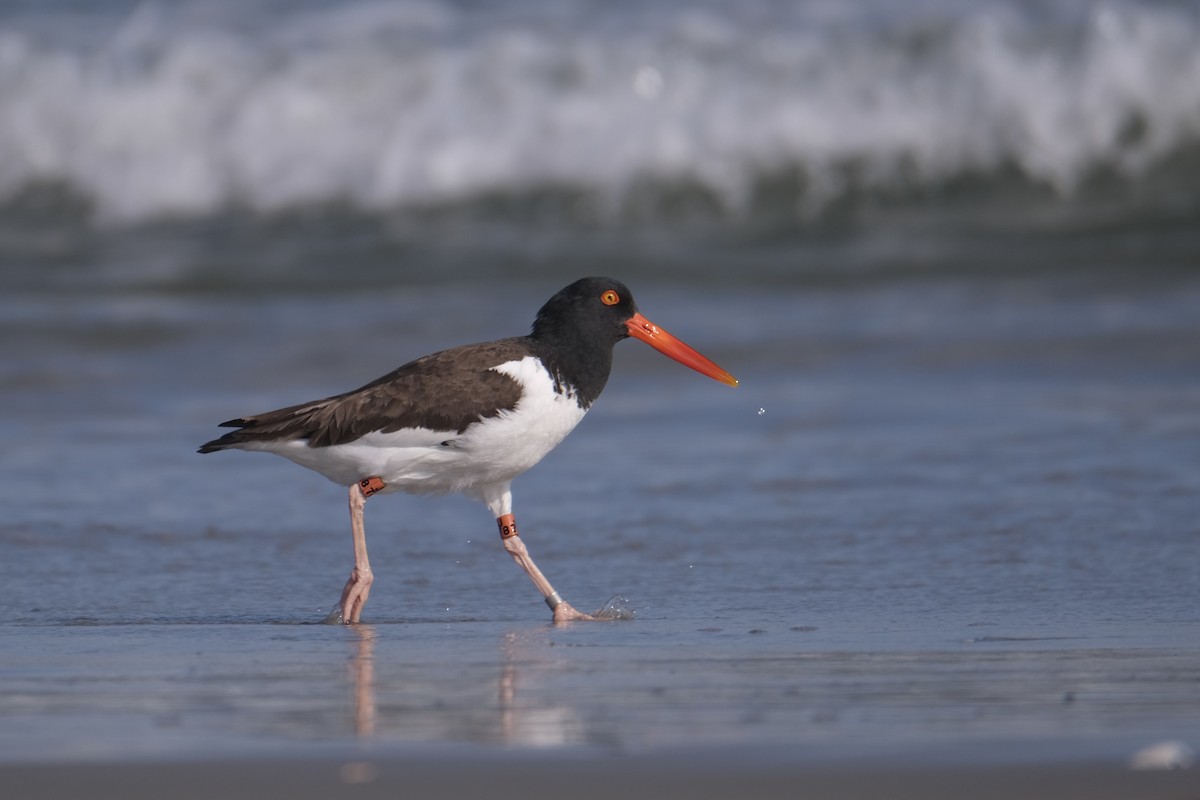 American Oystercatcher - ML638386212