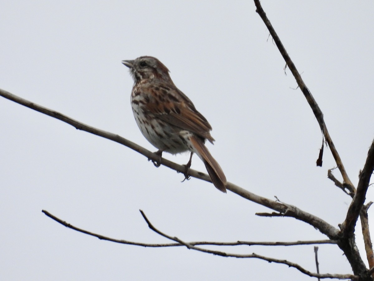 Song Sparrow - ML638386240