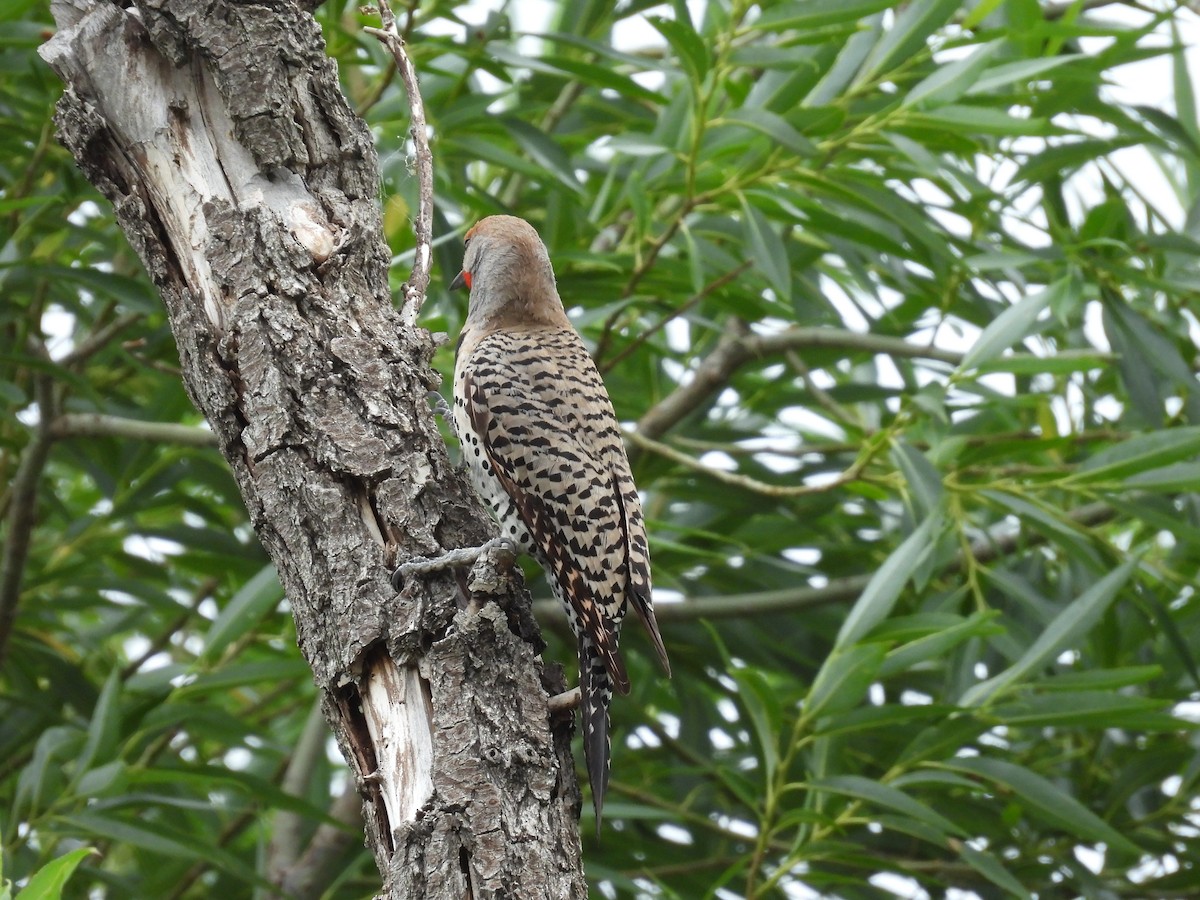 Northern Flicker (Red-shafted) - ML638386249