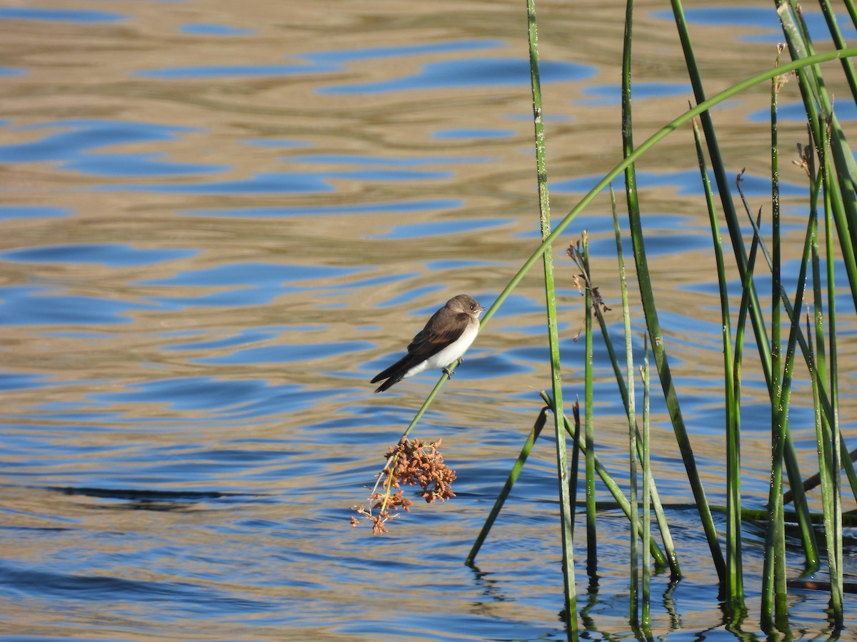 Northern Rough-winged Swallow - ML638386258