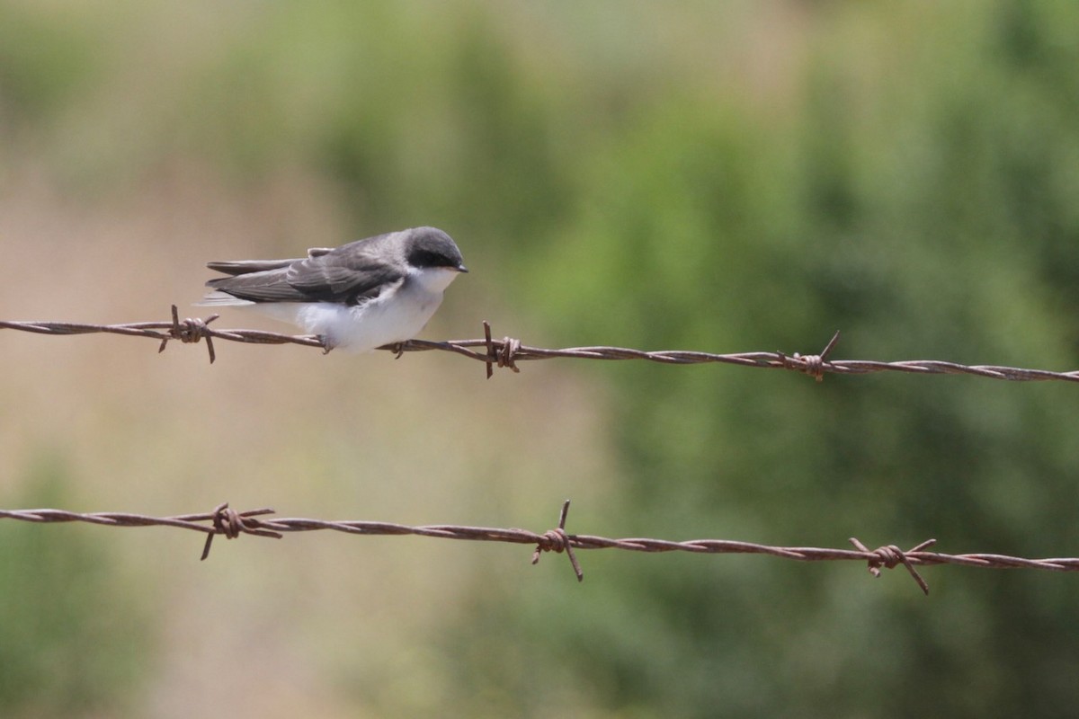 Tree Swallow - ML638386259