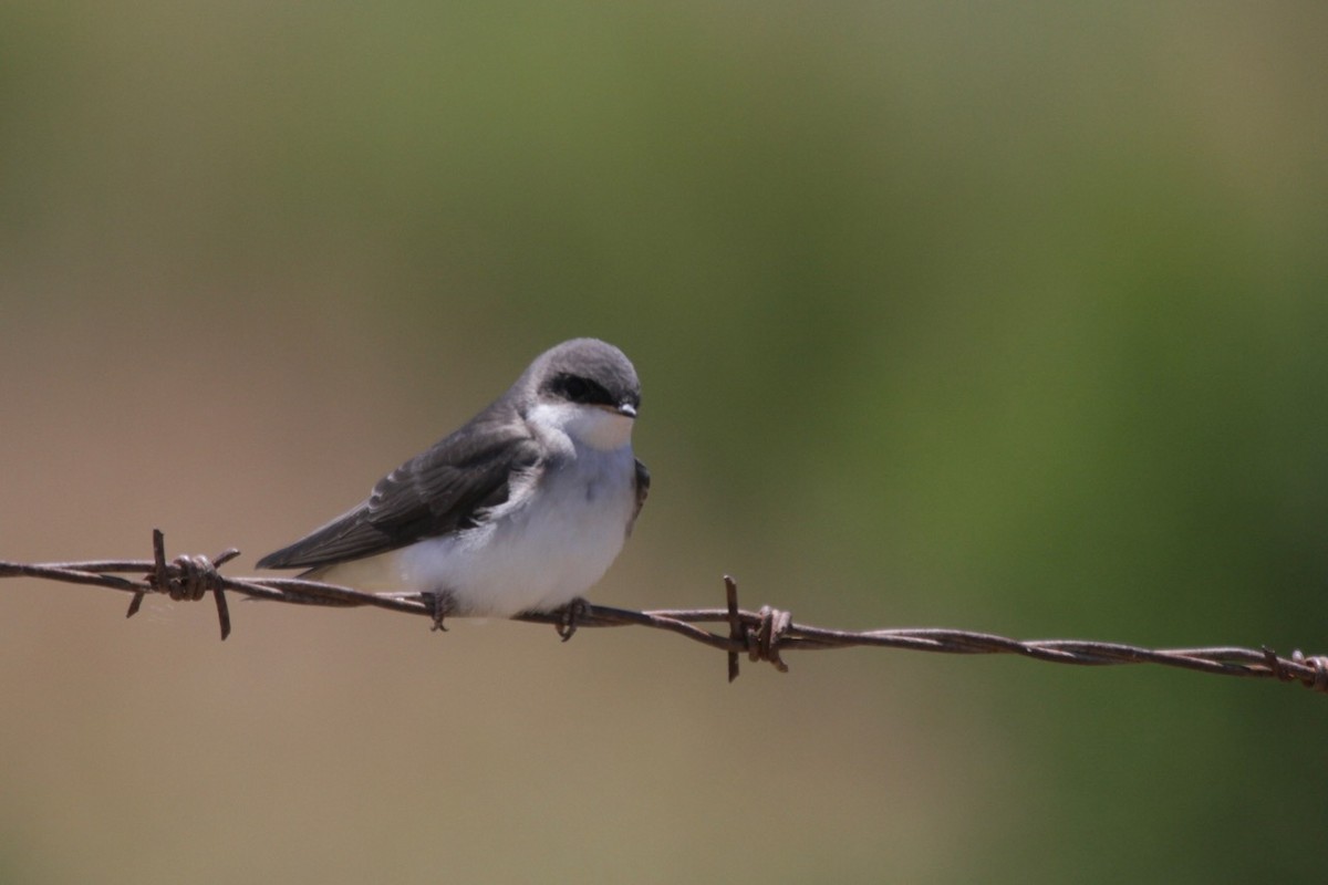 Tree Swallow - ML638386260