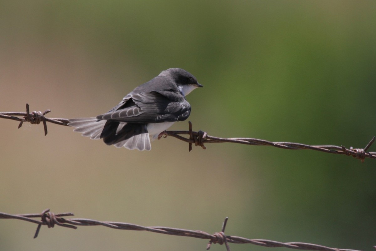 Tree Swallow - ML638386261