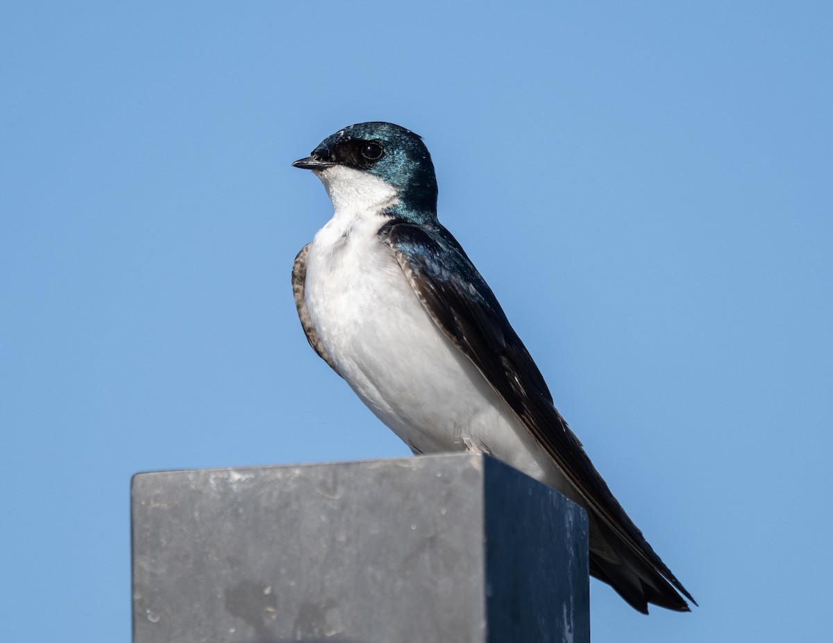 Tree Swallow - ML638386262