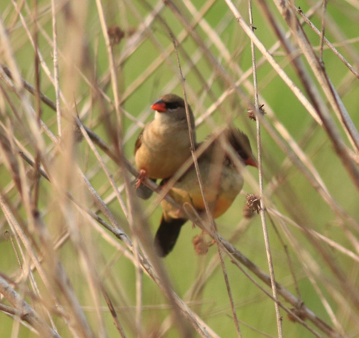 Red Avadavat - ML638386267