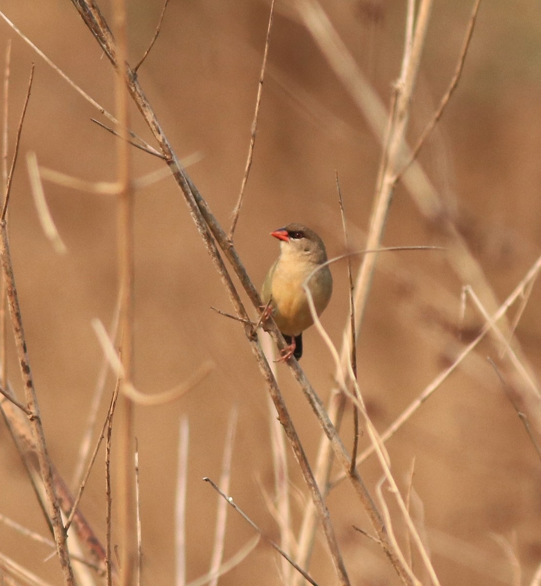 Red Avadavat - ML638386269