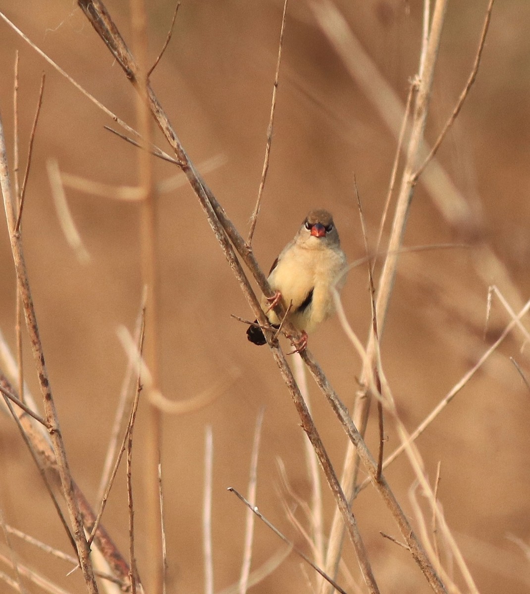 Red Avadavat - ML638386271