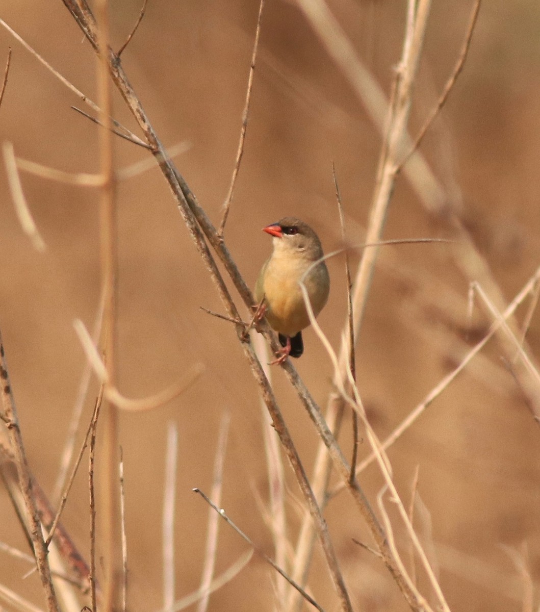 Red Avadavat - ML638386272