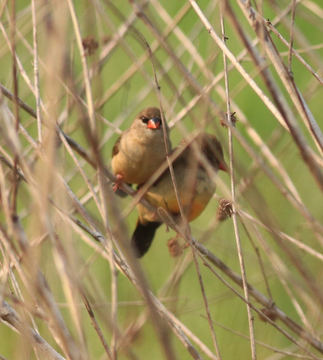 Red Avadavat - ML638386273