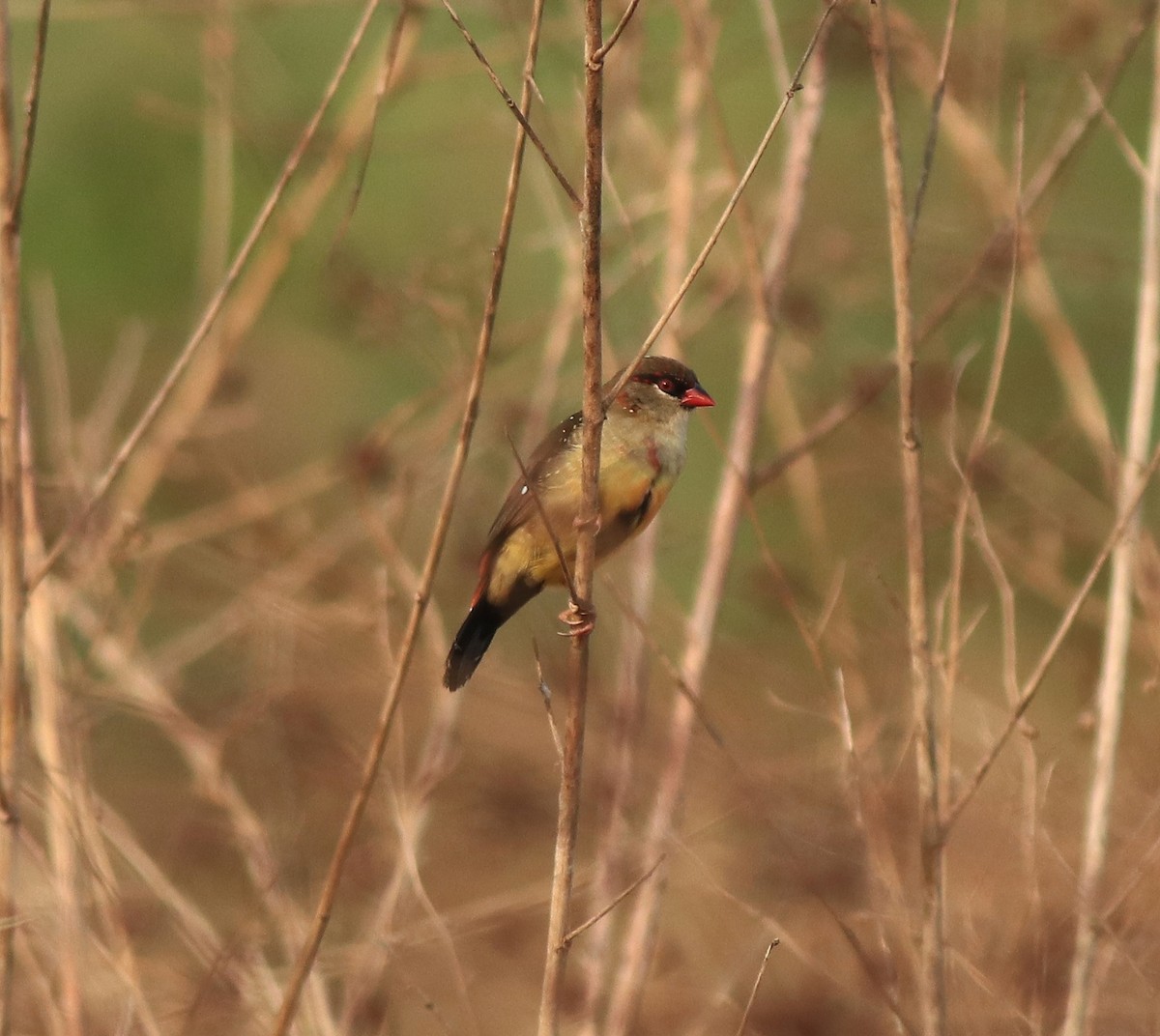 Red Avadavat - ML638386274