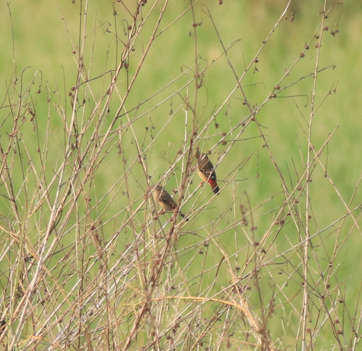 Red Avadavat - ML638386278