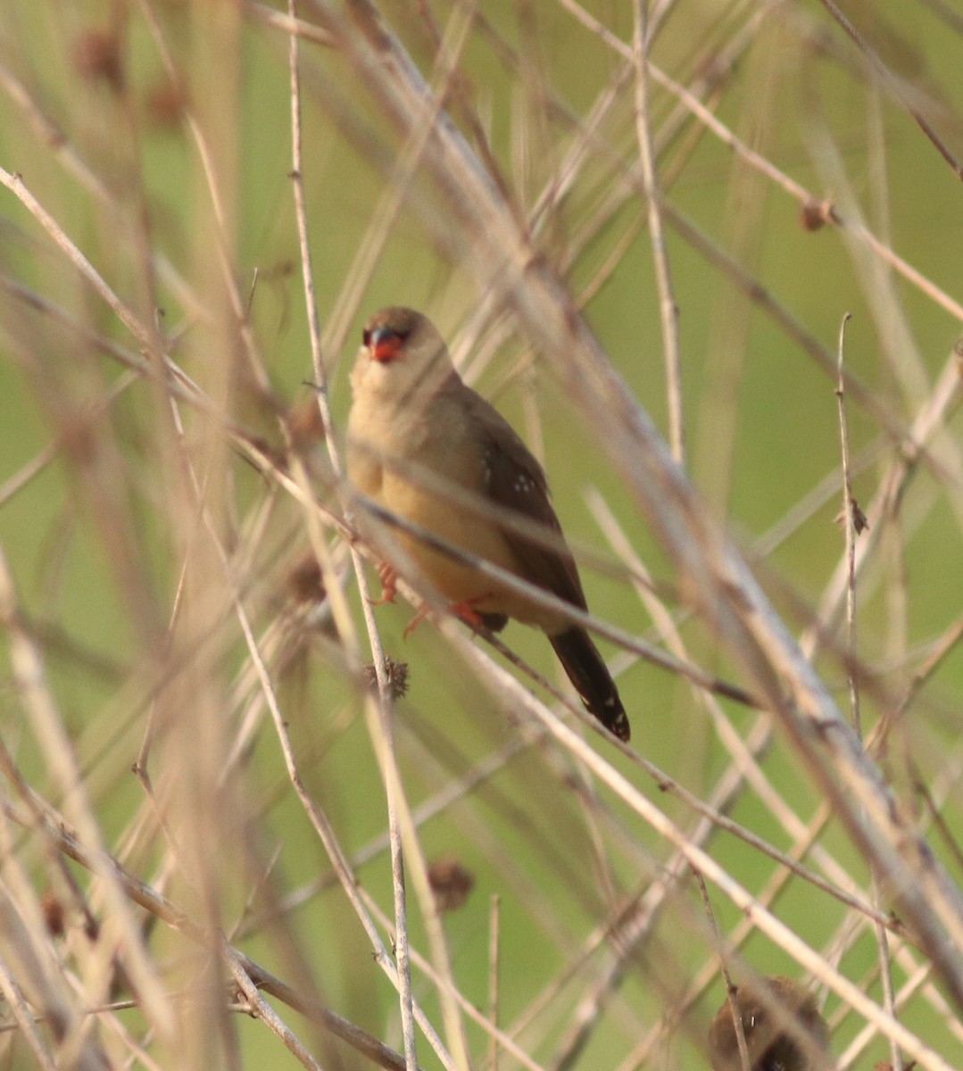 Red Avadavat - ML638386279