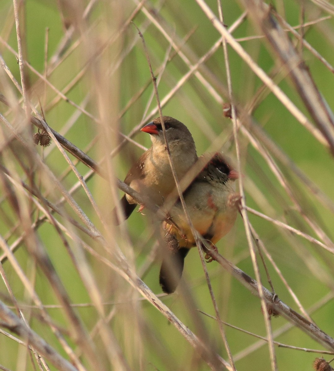 Red Avadavat - ML638386280