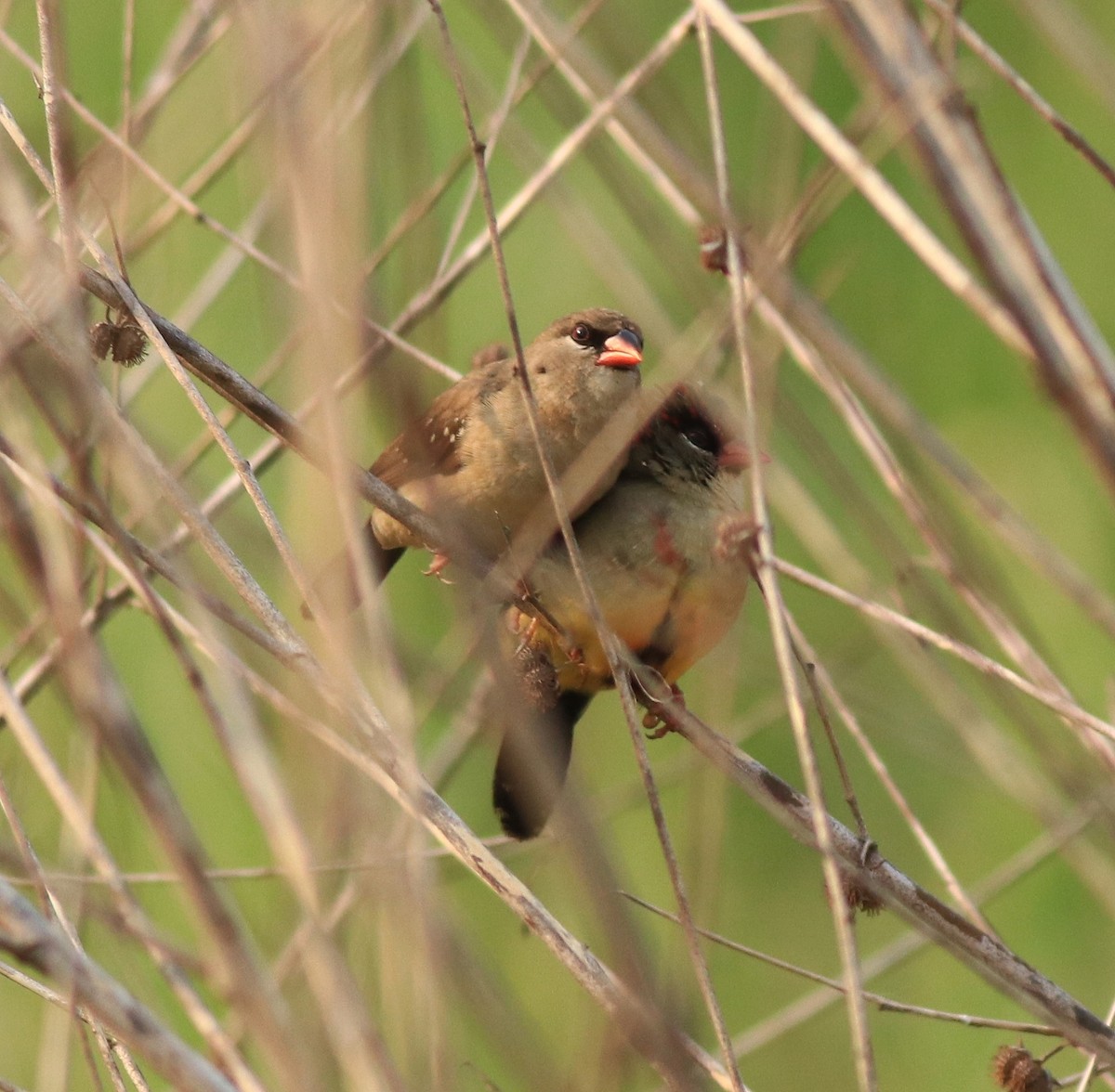 Red Avadavat - ML638386281
