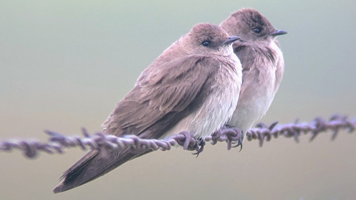 Northern Rough-winged Swallow - ML638386292