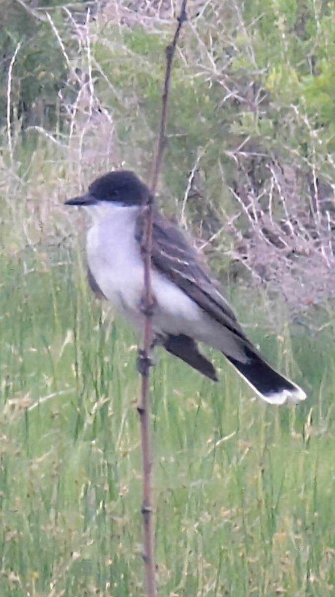 Eastern Kingbird - ML638386296