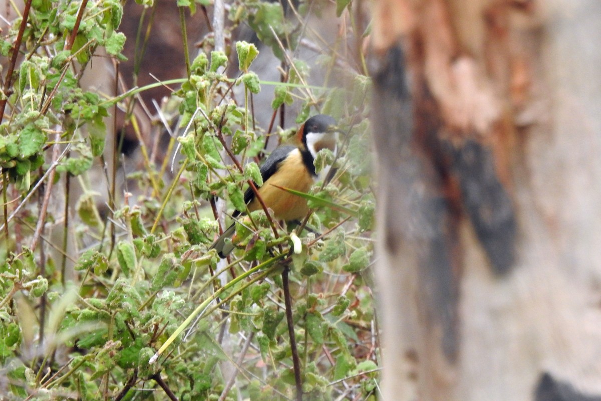 Eastern Spinebill - ML638386311