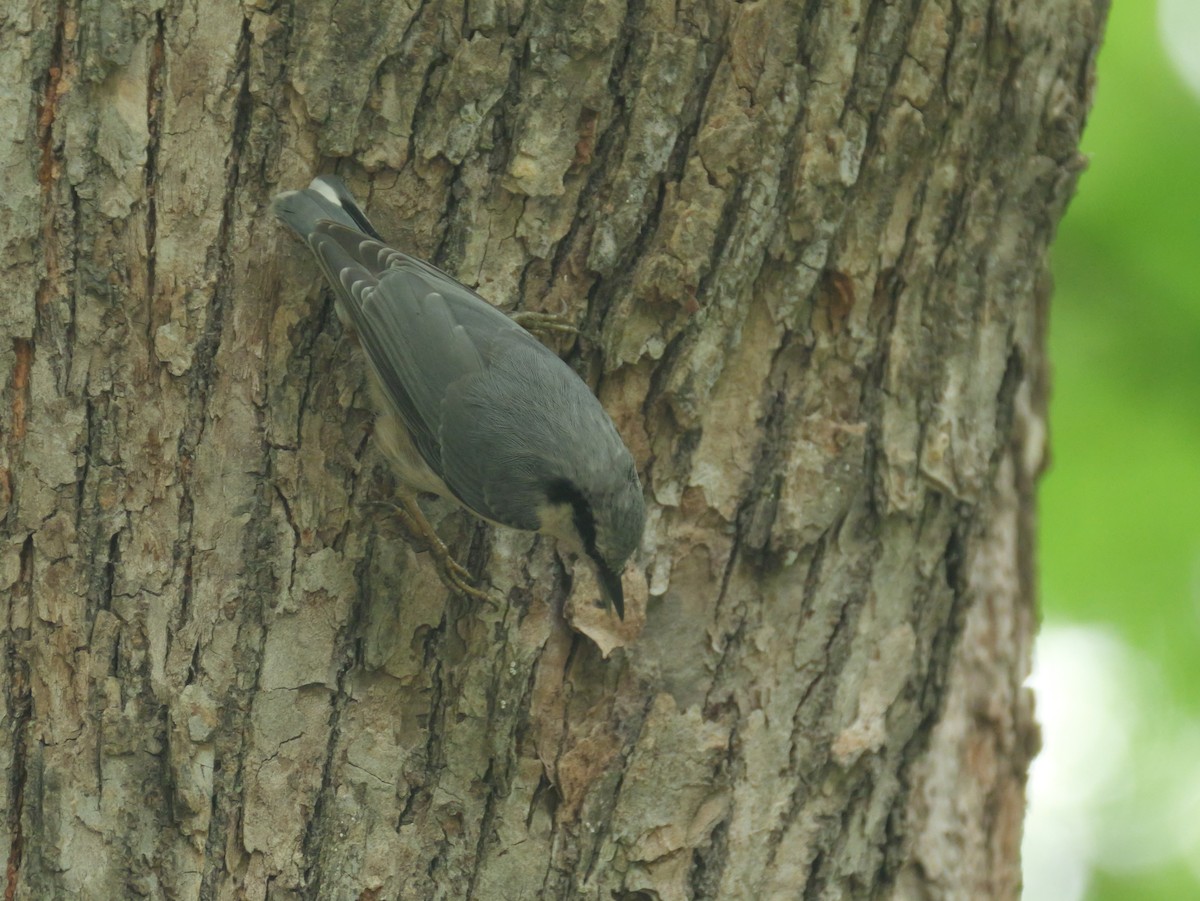 Garrapo eurasiarra - ML638386313
