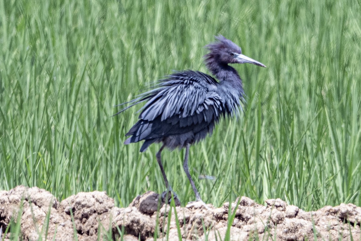 blåhegre - ML638386315