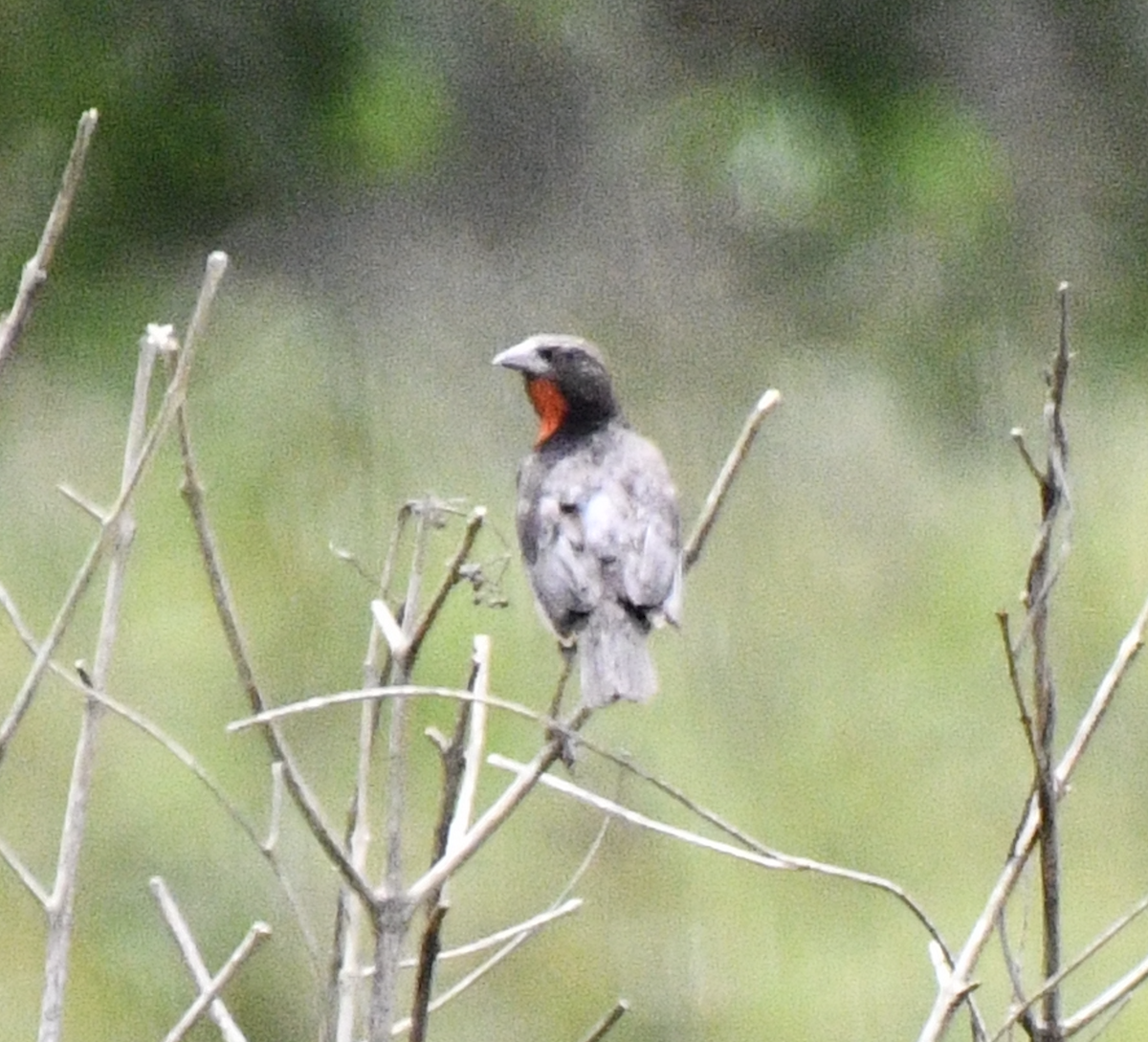 rødbrystlerketrupial - ML638386324