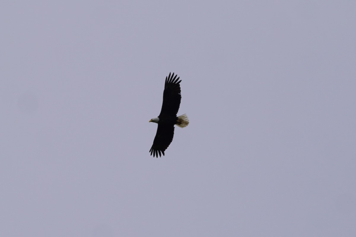 Weißkopf-Seeadler - ML638386344