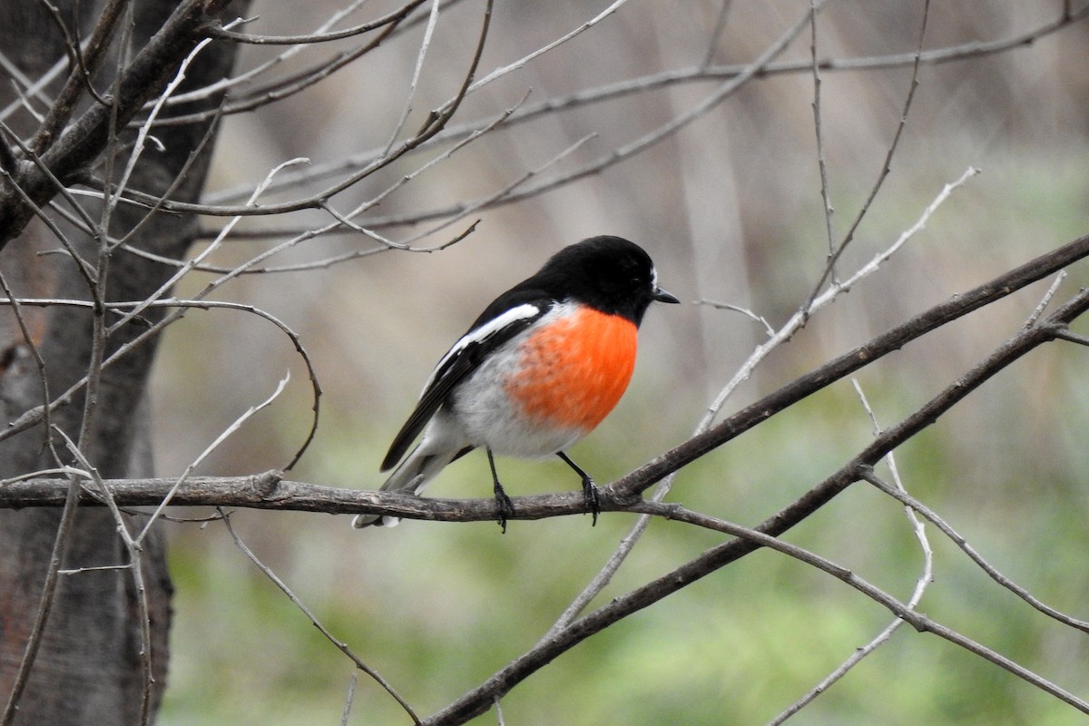 Scarlet Robin - ML638386364