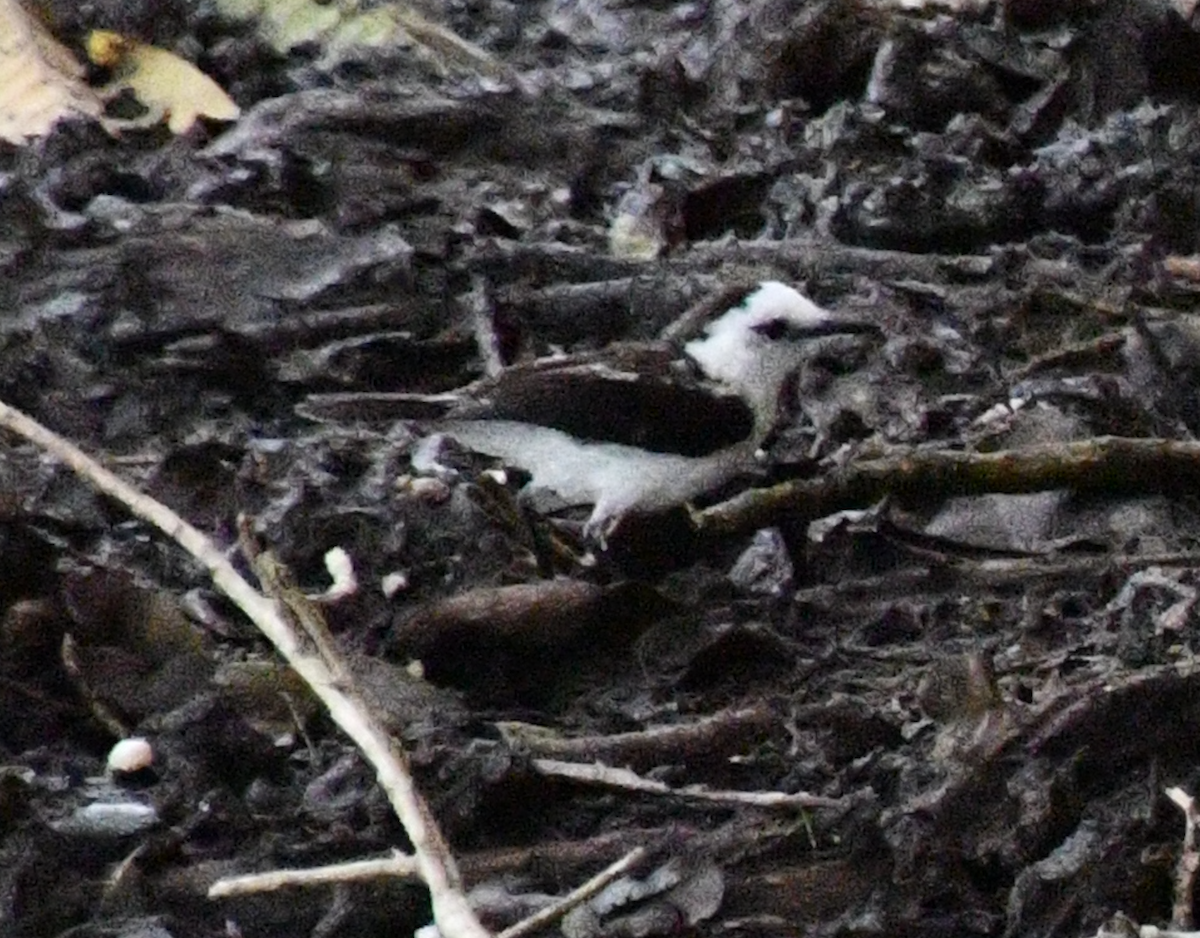 White-headed Marsh Tyrant - ML638386369