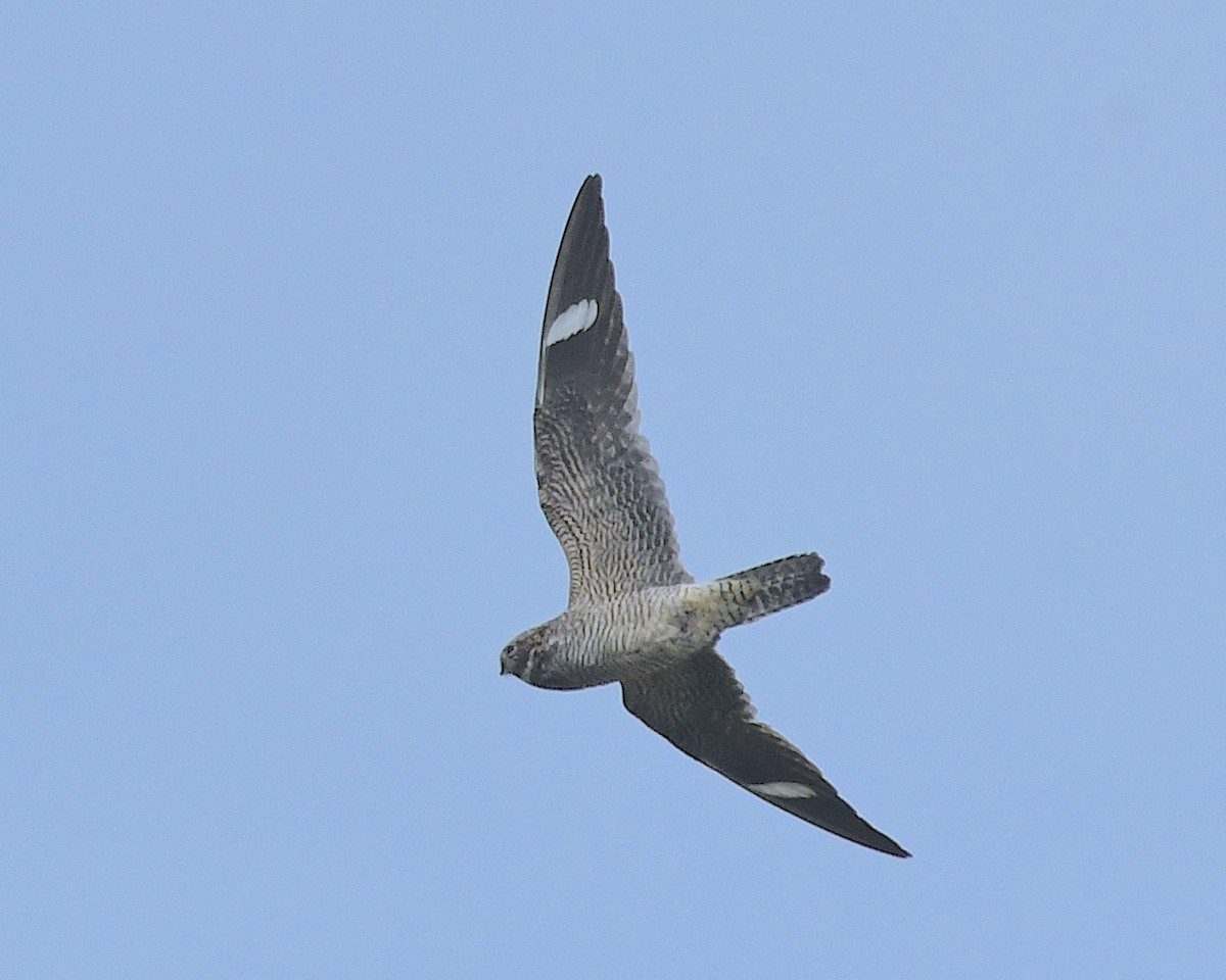 Common Nighthawk - ML638386371