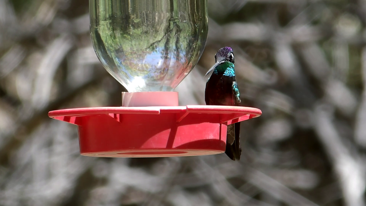 Rivoli's Hummingbird - ML638386373