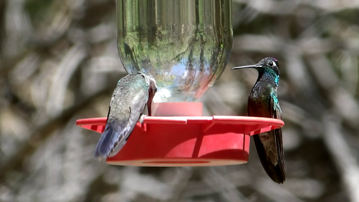 Rivoli's Hummingbird - ML638386374