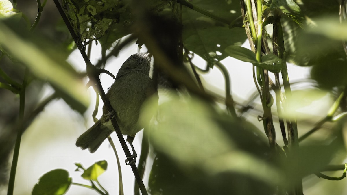 Olive Sunbird - ML638386375