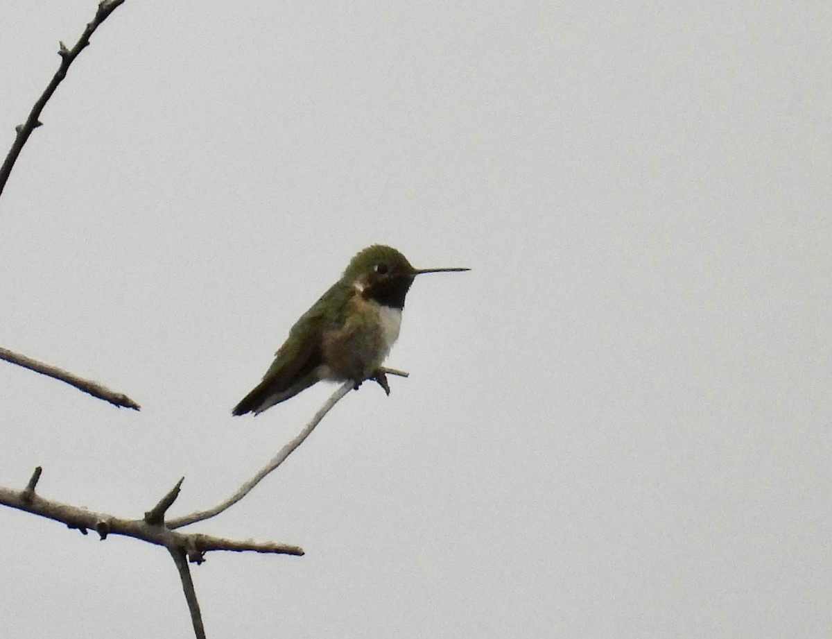 Broad-tailed Hummingbird - ML638386376