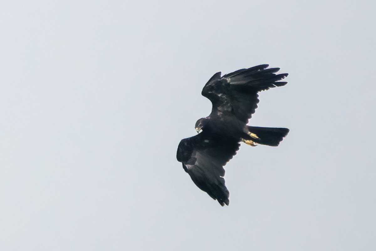 Black Eagle - ML638386377