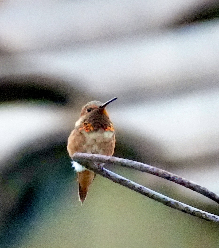 Allen's Hummingbird - ML638386378