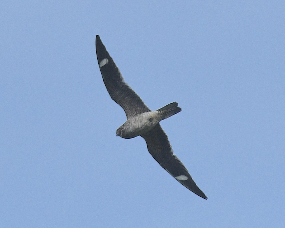 Common Nighthawk - ML638386380